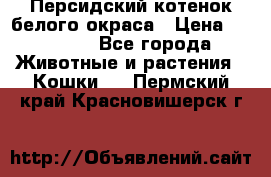 Персидский котенок белого окраса › Цена ­ 35 000 - Все города Животные и растения » Кошки   . Пермский край,Красновишерск г.